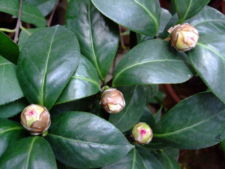 ����ɰ 09-11-25f.jpg