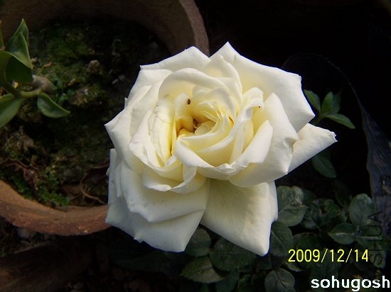 100_6938.jpg