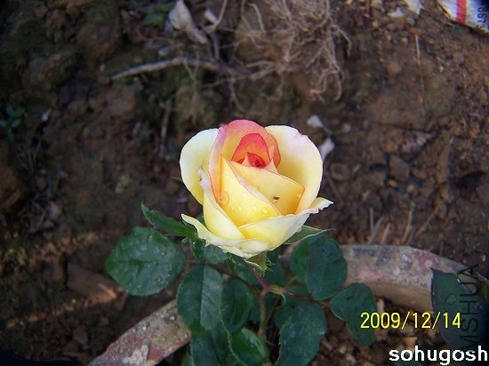 100_6917.jpg