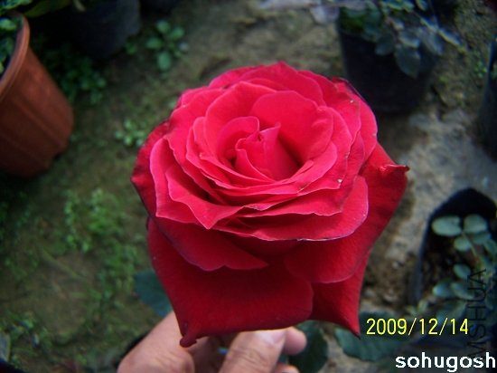 100_6921.jpg