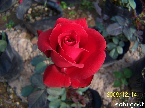 100_6918.jpg
