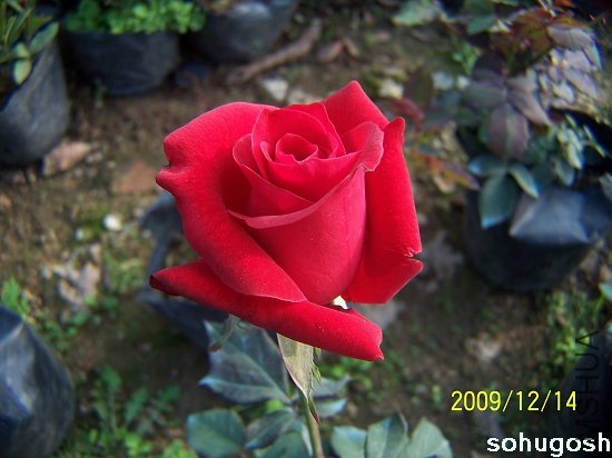 100_6920.jpg