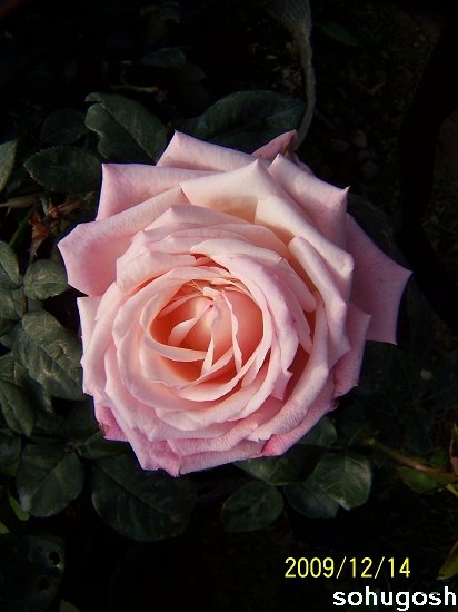 100_6932.jpg