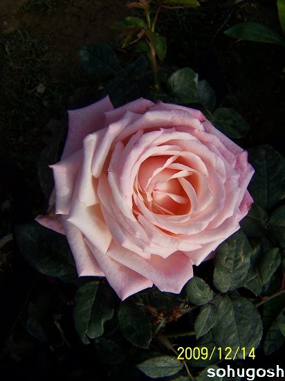 100_6930.jpg