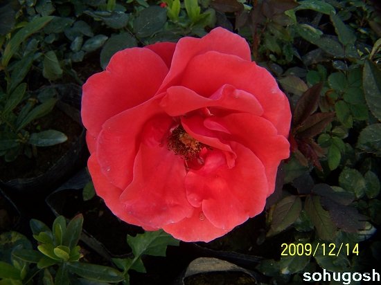 100_6936.jpg