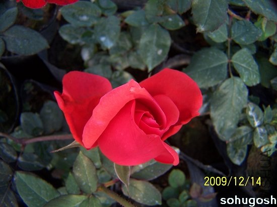 100_6935.jpg