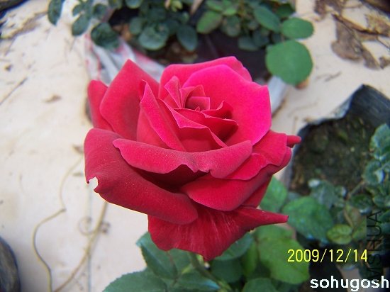 100_6955.jpg