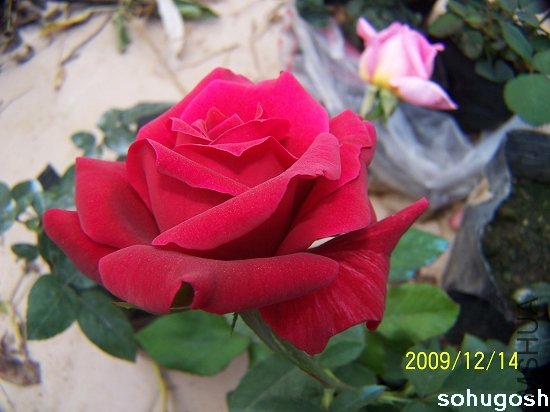 100_6945.jpg