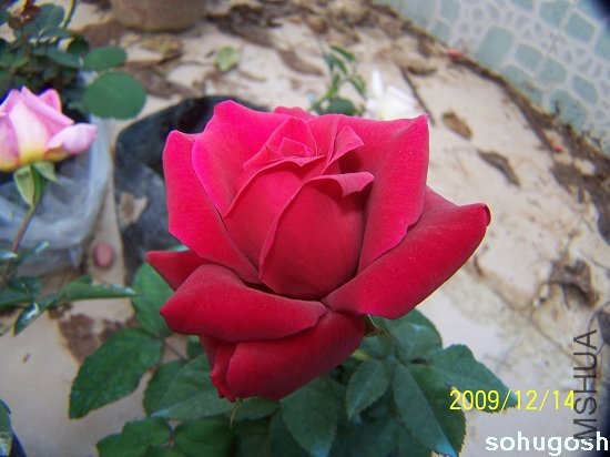 100_6943.jpg