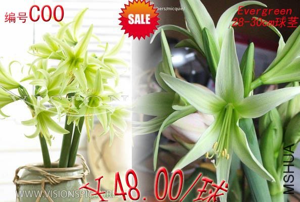 Amaryllis Evergreen6-5.jpg