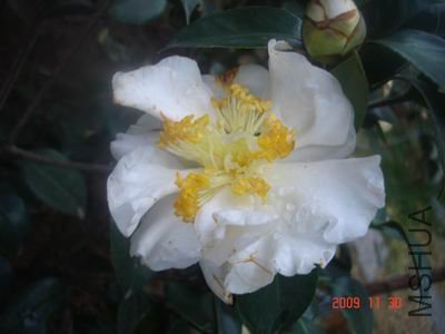 ������С DSC07171.JPG