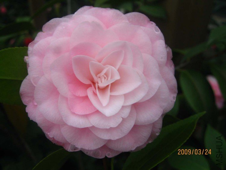 ��������� 09-3-24 (3).jpg