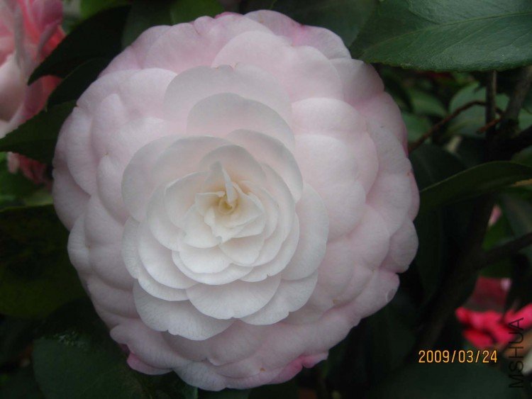 ��������� 09-3-24 (1).jpg