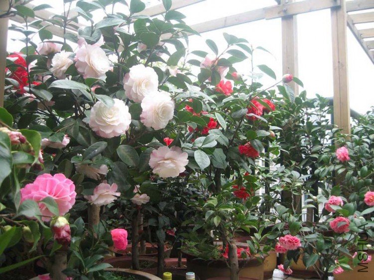 �찲�Ȼʺ� 09-3-24 (2).jpg