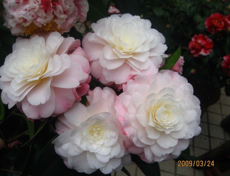 �찲�Ȼʺ� 09-3-24(3).jpg