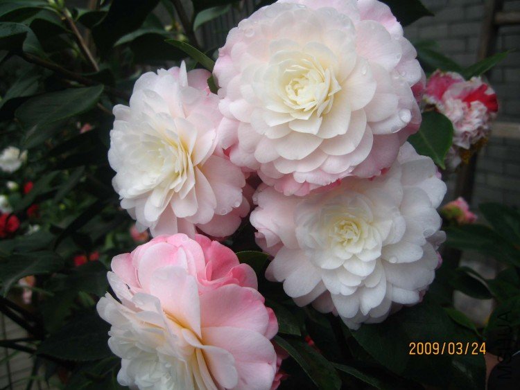 �찲�Ȼʺ� 09-3-24(1).jpg