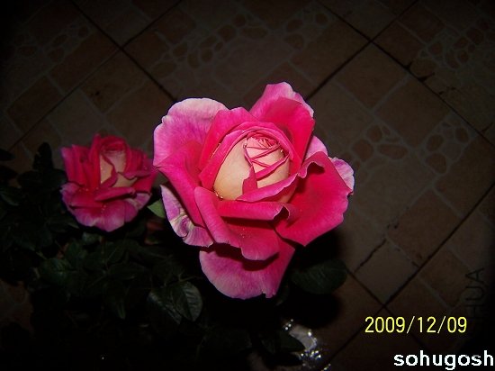 100_6790.jpg