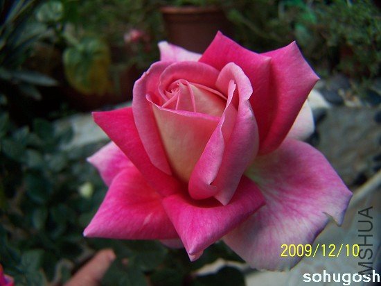 100_6866.jpg