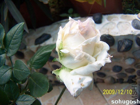 100_6873.jpg