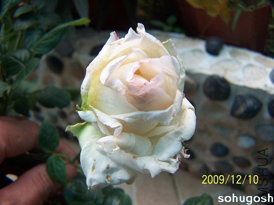 100_6872.jpg