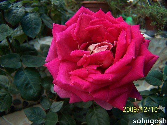100_6870.jpg