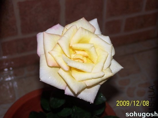 100_6753.jpg