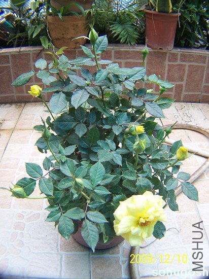 100_6833.jpg