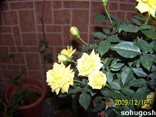 100_6961.jpg