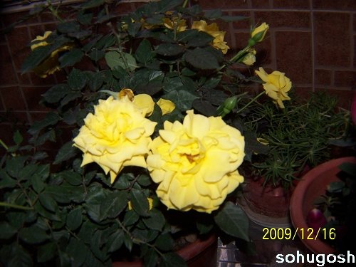 100_6962.jpg