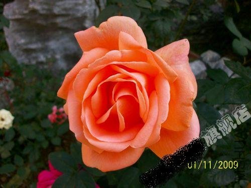 7836490c69e2dff1639ec04c38f1faea.jpg