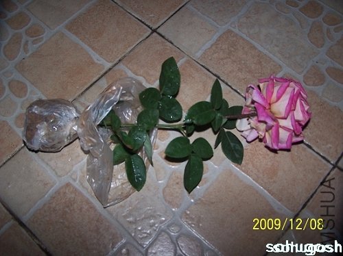 100_6727.jpg