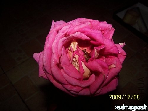 100_6730.jpg