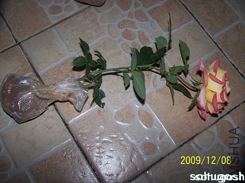100_6729.jpg
