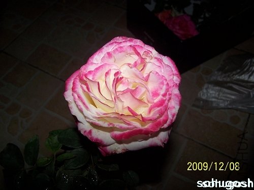 100_6740.jpg