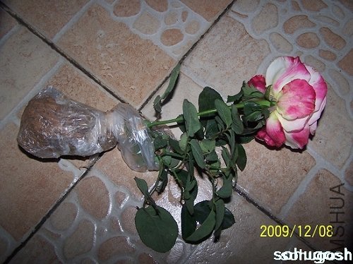 100_6739.jpg