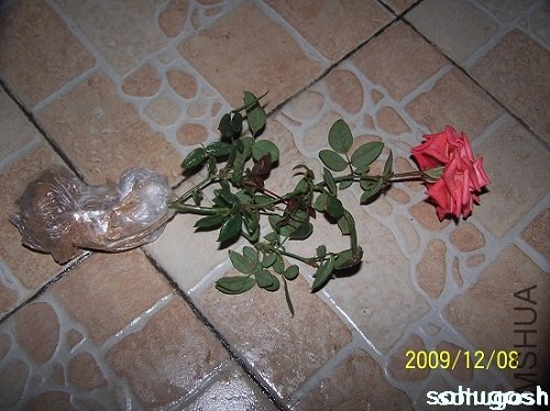 100_6743.jpg