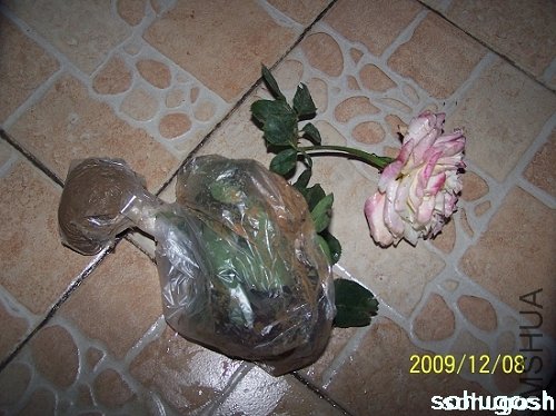 100_6741.jpg