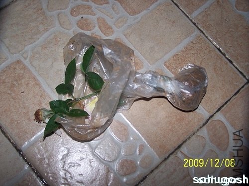 100_6733.jpg
