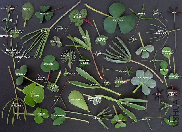 Oxalis_leaves_Key_RV.jpg