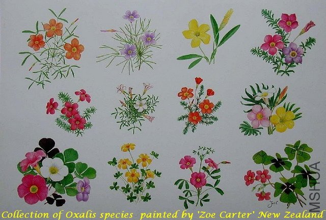 Oxalis_collection_painting_ZC.jpeg