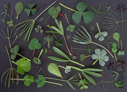 Oxalis_leaves_RV.jpeg