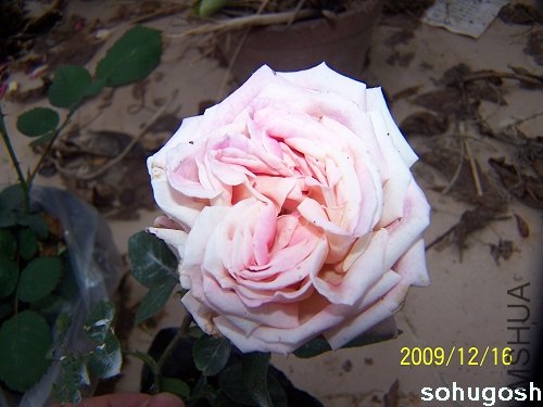100_6976.jpg
