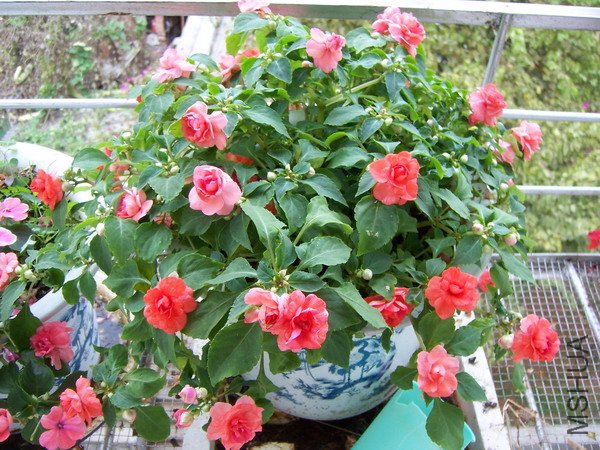 �ط���0011 020.jpg