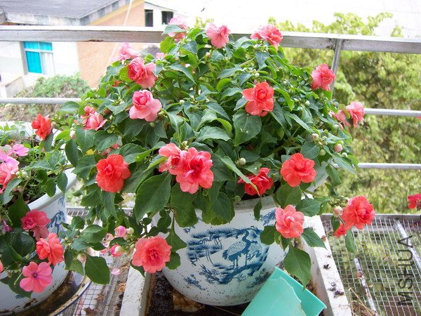 �ط���0011 019.jpg