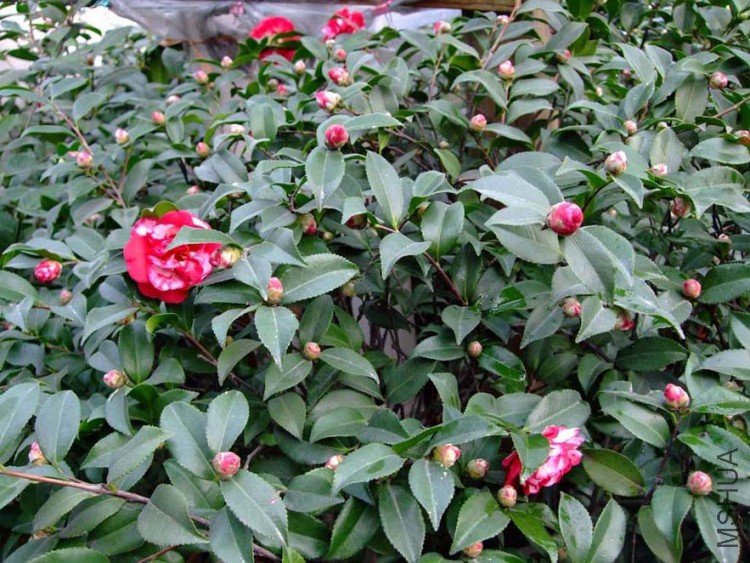 ��Ƭ09-12-18f 00111.jpg