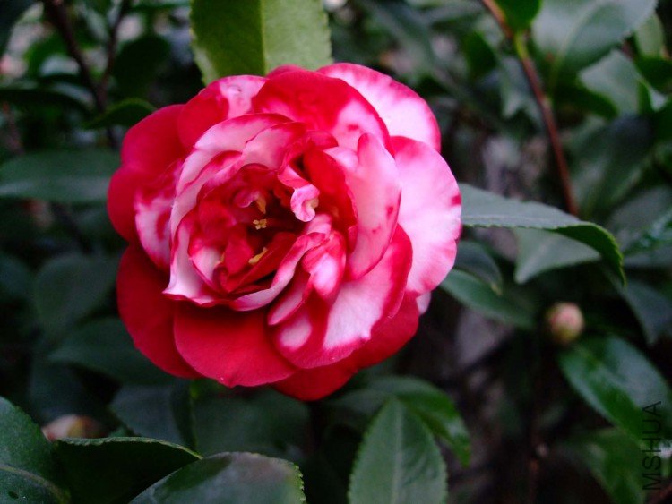 ���� 09-12-18f(1).jpg