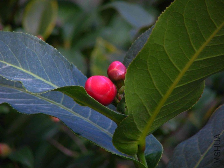 2009.12.18.Խ�ϱ����軨 013.jpg