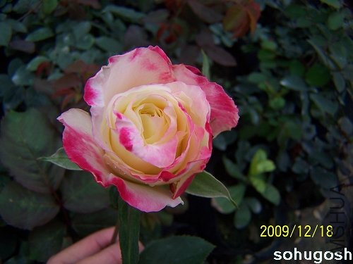 100_7063.jpg