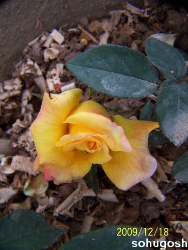 100_7038.jpg