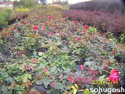 100_7069.jpg